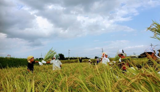 2019年度。たわわにゆうき米。稲刈り初日